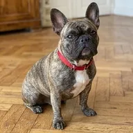 Photo de profil de Karim B.